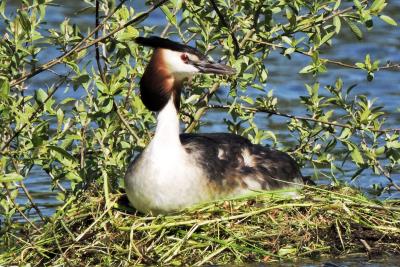 427 GREAT CRESTED GREBE .jpg